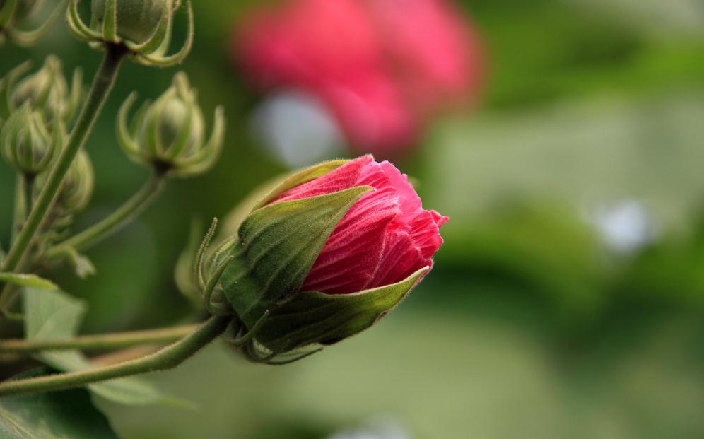 木芙蓉花精美圖片欣賞