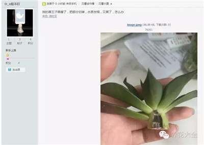 黑王子黑腐怎么辦？