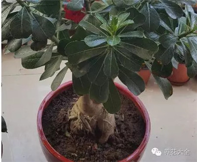 這是什么花？