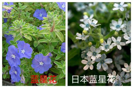 藍(lán)星花和日本藍(lán)星花的花朵不同