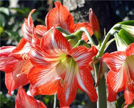 朱頂紅的花朵