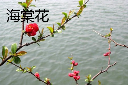 海棠花