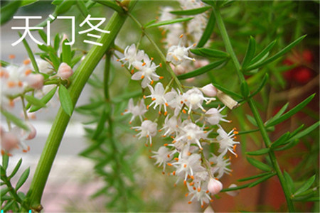 天門(mén)冬花