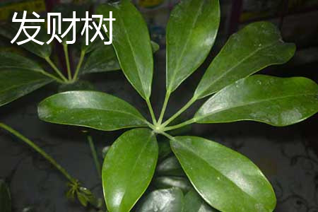 發(fā)財(cái)樹(shù)葉片