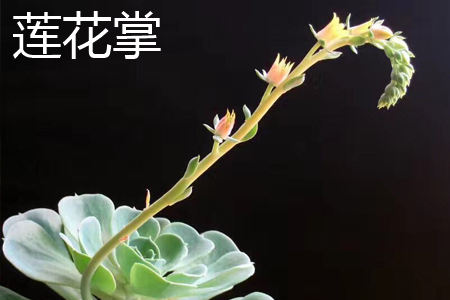 蓮花掌