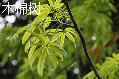 木棉樹(shù)