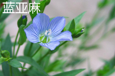 藍亞麻