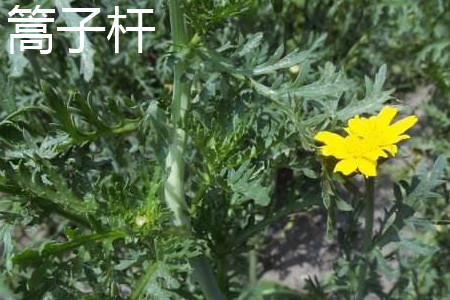 蒿子稈開(kāi)花.jpg