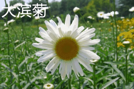 大濱菊，花.jpg