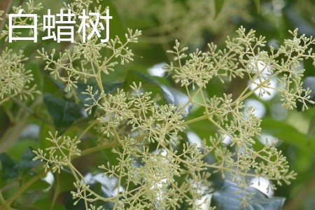 白蠟樹，花.jpg