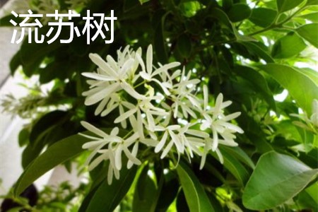 流蘇樹，花.jpg