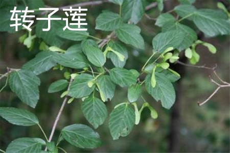 轉(zhuǎn)子蓮