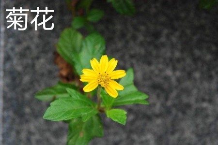 菊花，葉.jpg