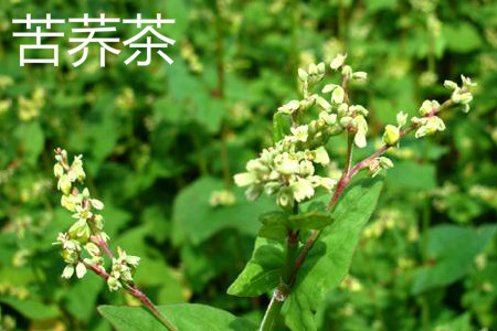 苦蕎茶花.jpg