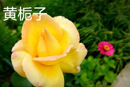 黃梔子，花.jpg