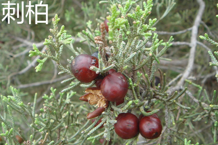 刺柏果實