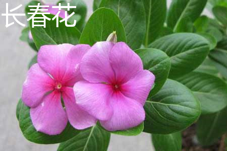 長(zhǎng)春花1.jpg