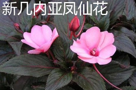 新幾內(nèi)亞鳳仙花