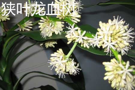 狹葉龍血樹(shù)