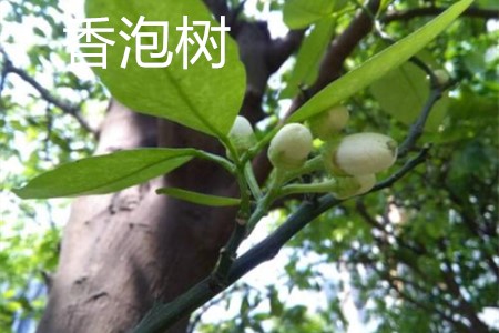 香泡樹(shù)