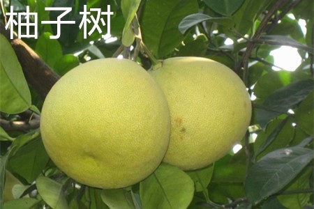 柚子樹(shù)