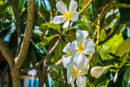 雞蛋花