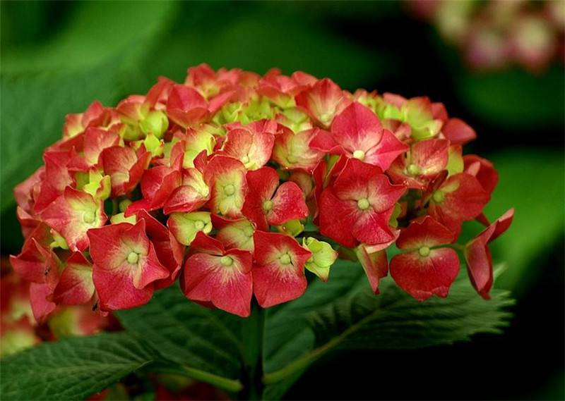 八仙花開，無盡夏來