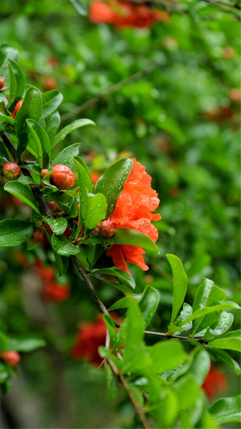 石榴花